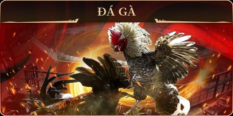 Tìm Hiểu Cách Chơi Đá Gà GA28 Tại M788 Trực Tiếp Thomo Campuchia Đỉnh Cao 2 Tìm Hiểu Cách Chơi Đá Gà GA28 Tại M788 Trực Tiếp Thomo Campuchia Đỉnh Cao