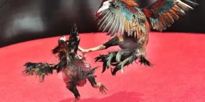 Chiến Thuật Và Cách Chơi Đá Gà Sabong Tại M788 Hiệu Quả Nhất Hiện Nay