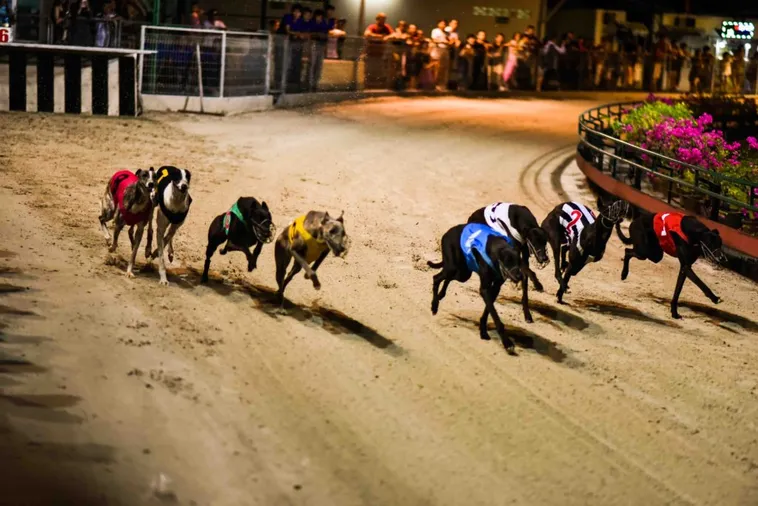 Tuyệt Chiêu Áp Dụng Cách Chơi Game Nhanh Đua Chó Tại M788 2 Tuyệt Chiêu Áp Dụng Cách Chơi Game Nhanh Đua Chó Tại M788