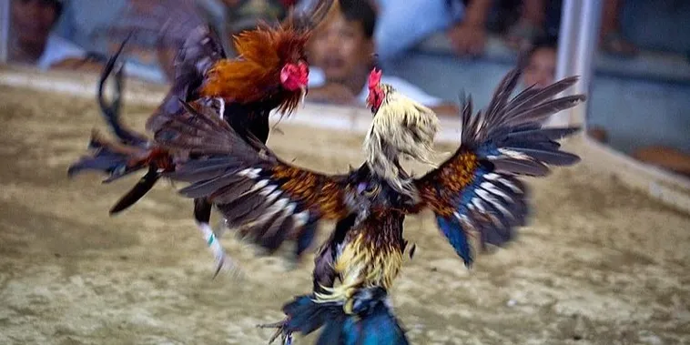 Chiến Thuật Và Cách Chơi Đá Gà Sabong Tại M788 Hiệu Quả Nhất Hiện Nay 2 Chiến Thuật Và Cách Chơi Đá Gà Sabong Tại M788 Hiệu Quả Nhất Hiện Nay